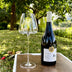 Set of fine wine and champagne glasses